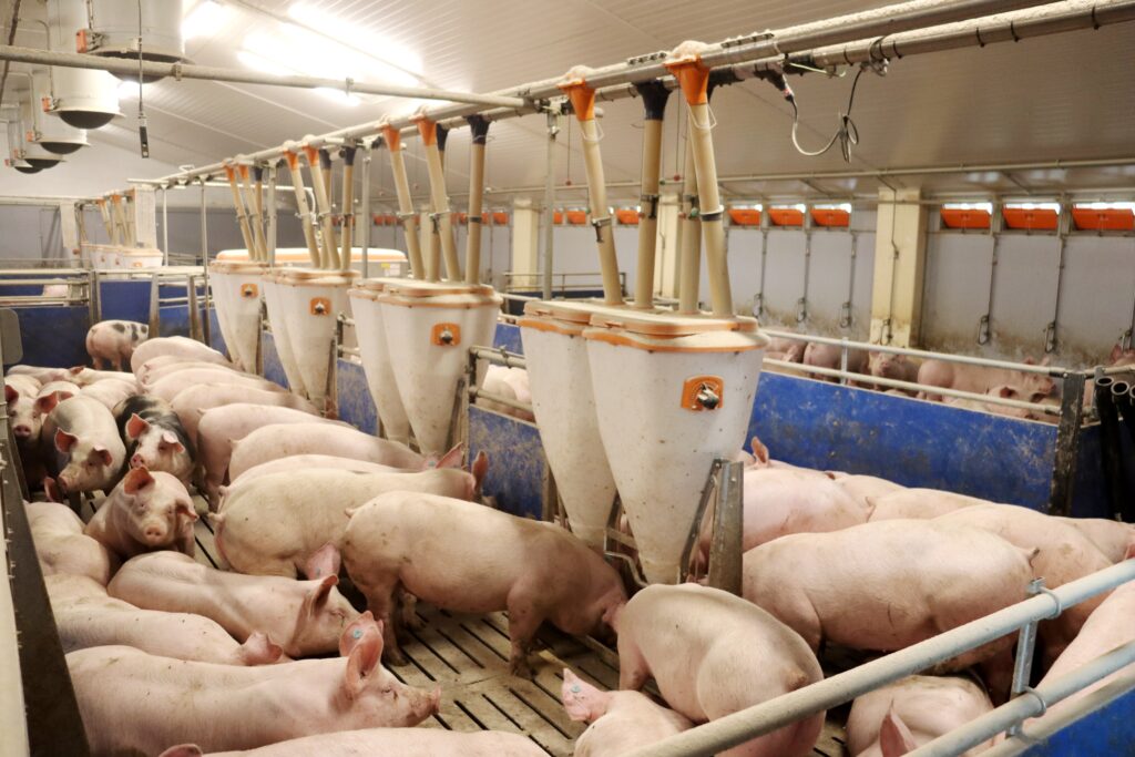 K efektivnějšímu využití krmiva napomáhají i moderní technologické systémy