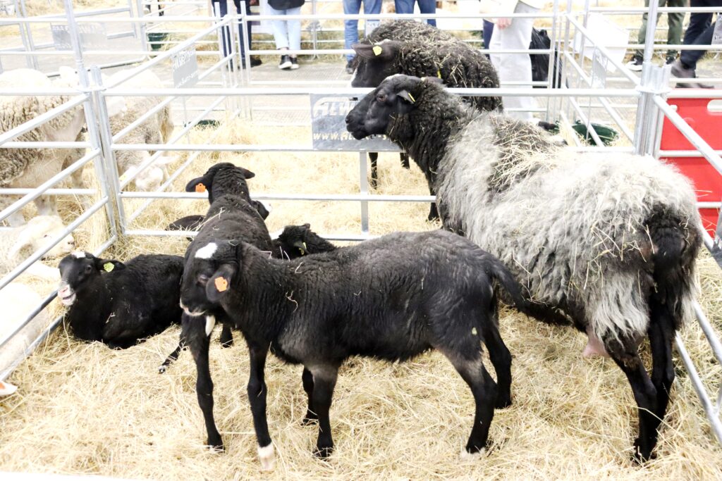 Romanovská bahnice se čtyřčaty se těšila zájmu především z řad dětských návštěvníků