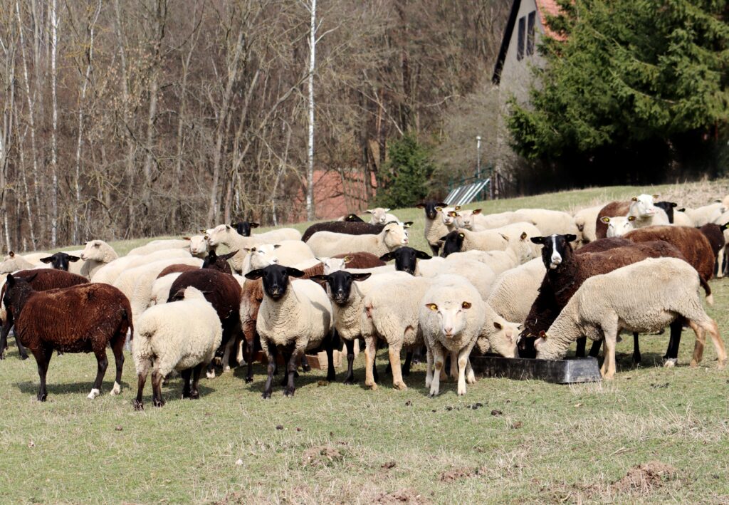 Základní stádo bahnic reprezentuje 80 zvířat