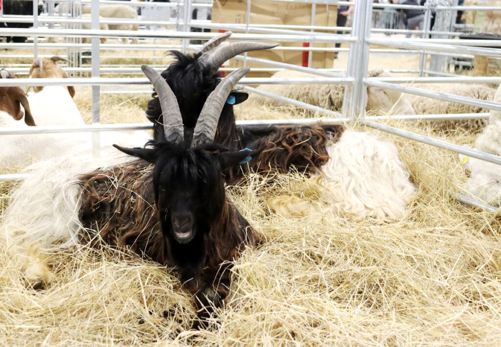 Walliserské kozy jsou ozdobou každé výstavy malých přežvýkavců