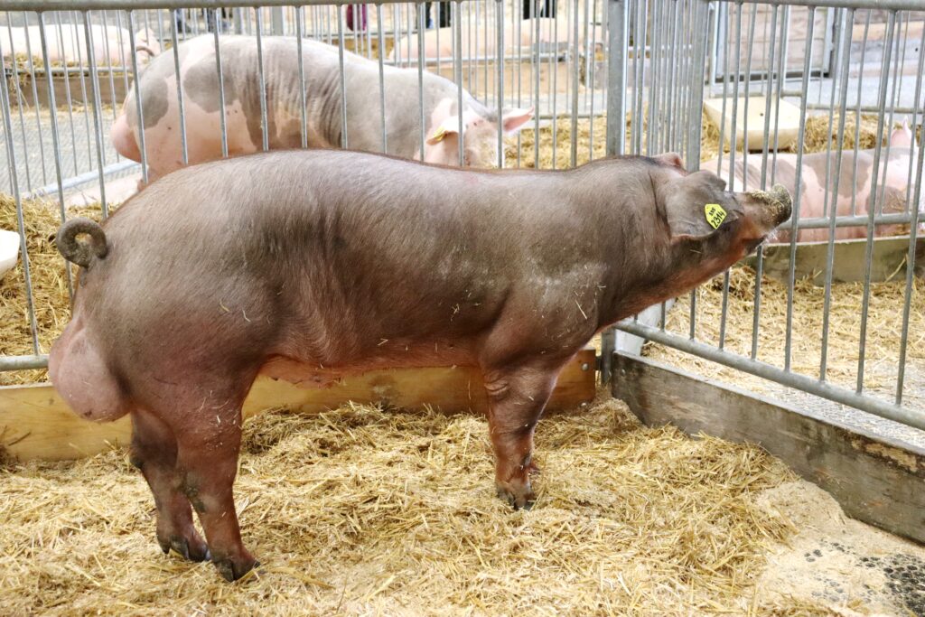 Durocký kaneček z nukleového šlechtitelského chovu v Bouzově – Podolí