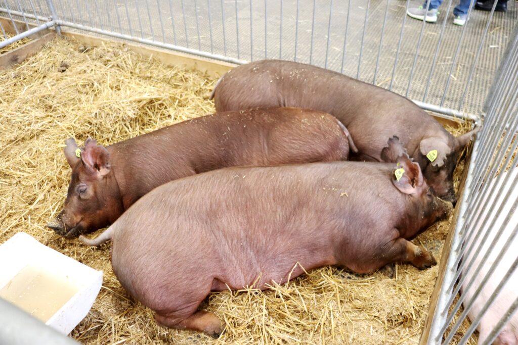 Prasničky plemene duroc z NŠCH v Bouzově – Podolí výborně prezentovaly užitkový typ