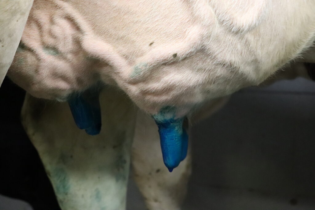Vizuální kontrola aplikace postdipu Galgodip Kamille je díky výrazné barvě jednoduchá