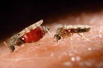 Tiplíci rodu Culicoides jsou opět aktivní