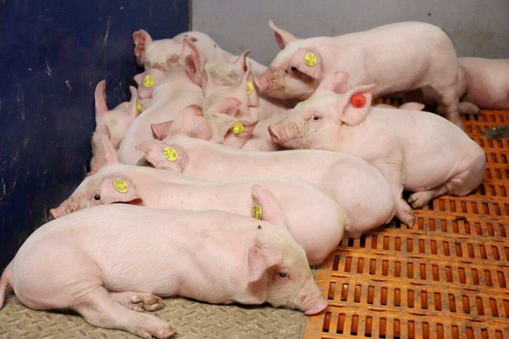 Smyslem příkrmu je zkrátit růstové zpoždění po odstavu a zajistit selatům lepší start do dalších fází života