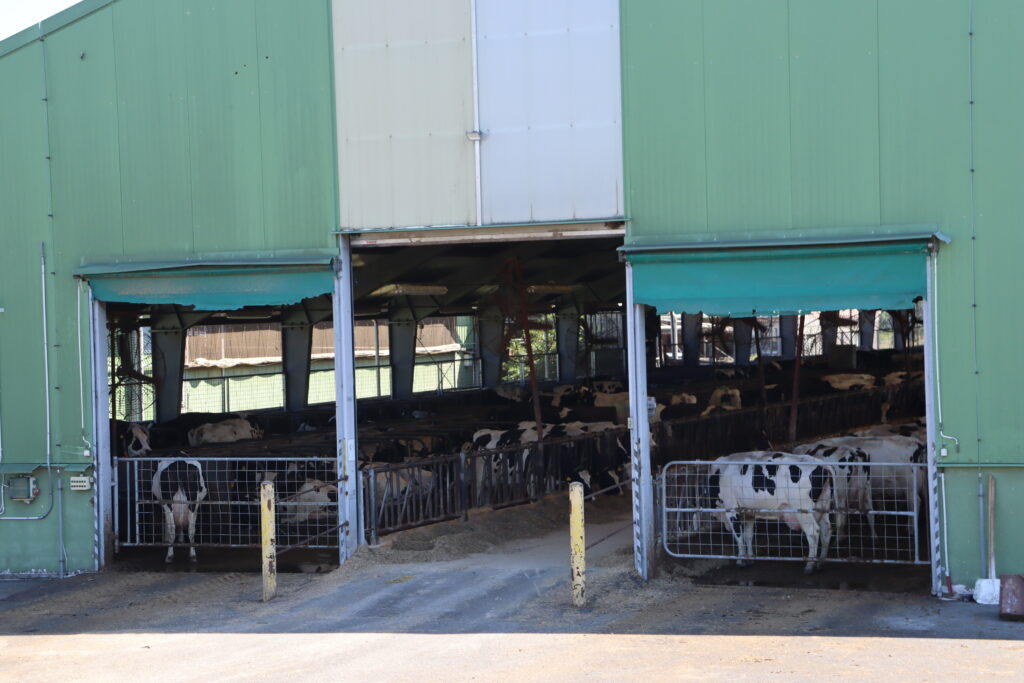 Produkční stáj na farmě v Červených Janovicích