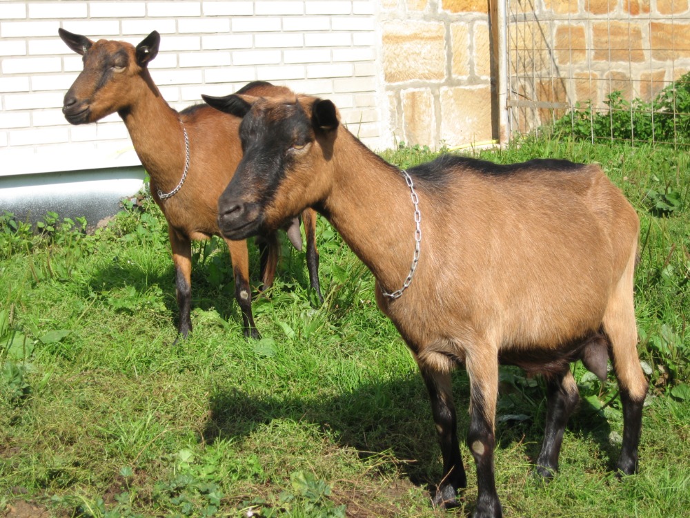 Koza hnědá krátkosrstá