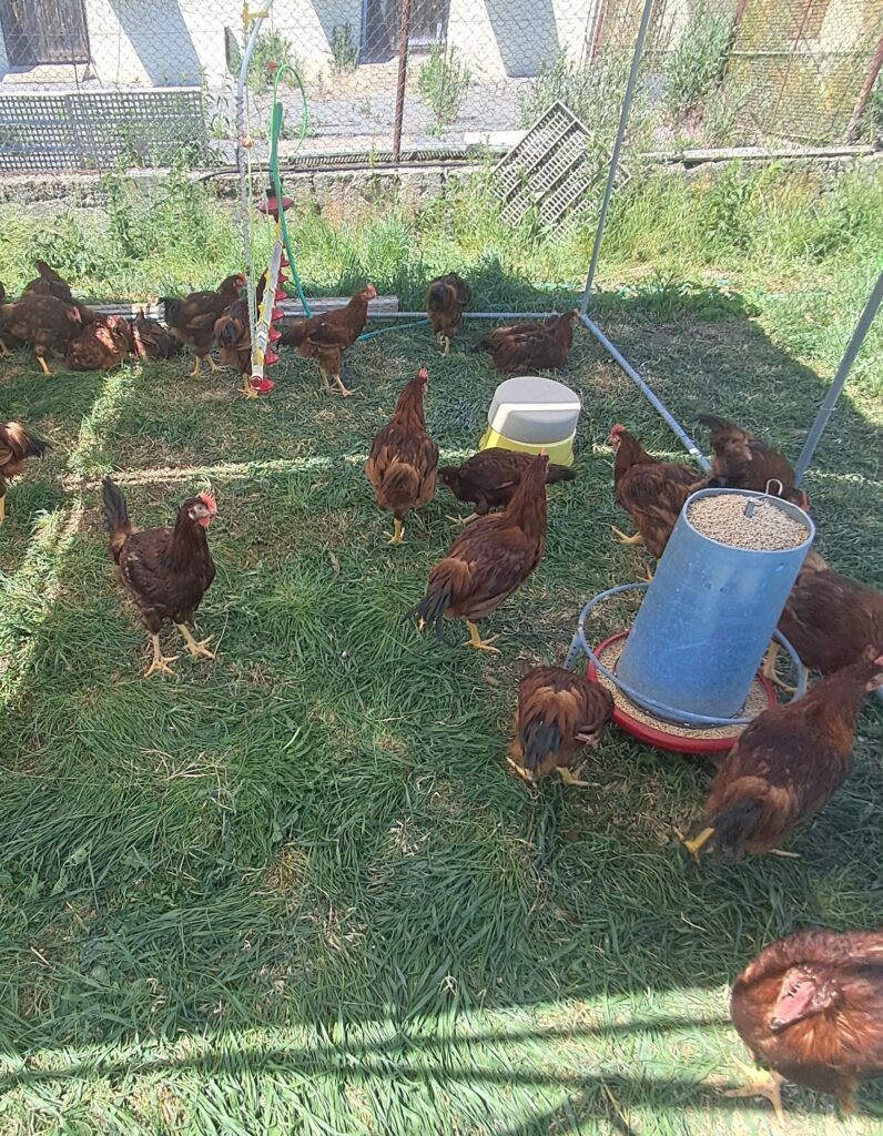 Pastevní výkrm pomalu rostoucích kohoutů